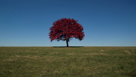 red autumn tree in a field