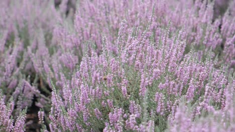beautiful lavender bushes in a field on a sunny day summer lavender fields beautiful lavender bushes in a field on a sunny day summer lavender fields sunset gleam over purple flowers of lavender