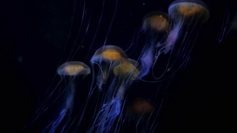 jellyfish glowing softly in dark waters, drifting gracefully under low light