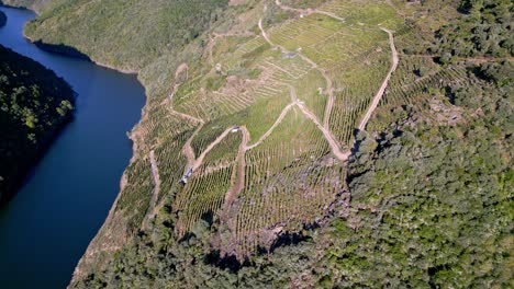 drone bird's eye view above sil river canyon hillside full of vineyards harvesting grapes for wine
