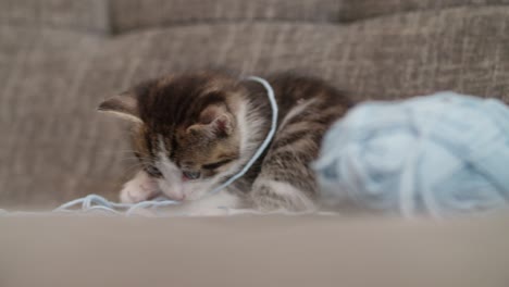 kitten playing with a ball of wool on a couch