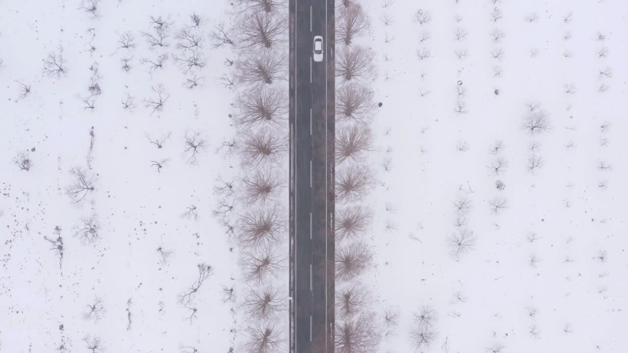 일본 시가현 메타세쿼이아 나미키 로드