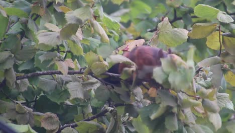 ardilla en busca de nueces en un avellano