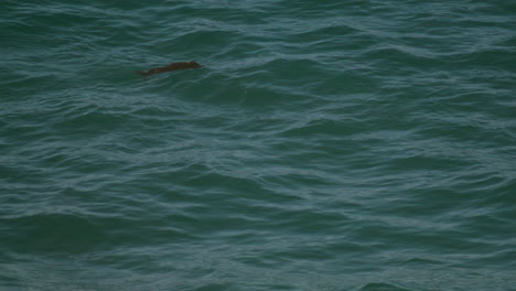 Kalifornischer-Fischotter-Schwimmt-Und-Pflegt-Sich-Im-Pazifischen-Ozean,-Weitwinkelaufnahme