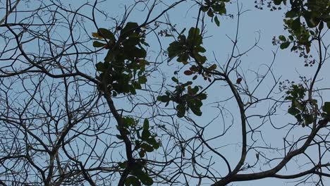 view of blue gray sky through branches of nut tree with sparse leaves in winter