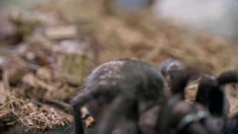 tarántula que se arrastra por la hierba seca