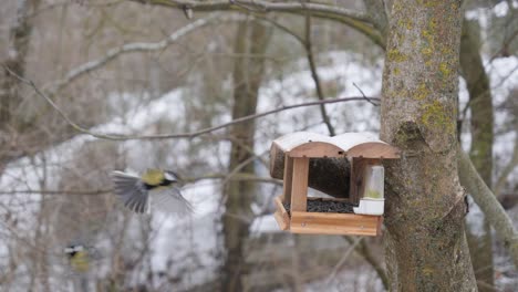 great tits and nuthatch in winter feeder