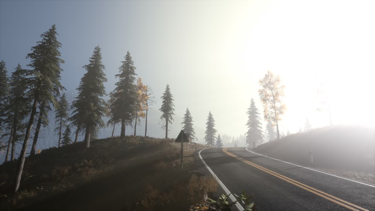 아침에 안개 속에 있는 평온한 분위기 있는 숲