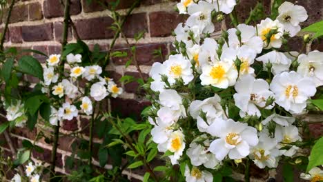 Kletterrose,-Rosa-&#39;Rambling-Rector&#39;-In-Einem-Ummauerten-Garten