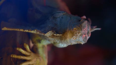 primer plano de la cabeza de un lagarto