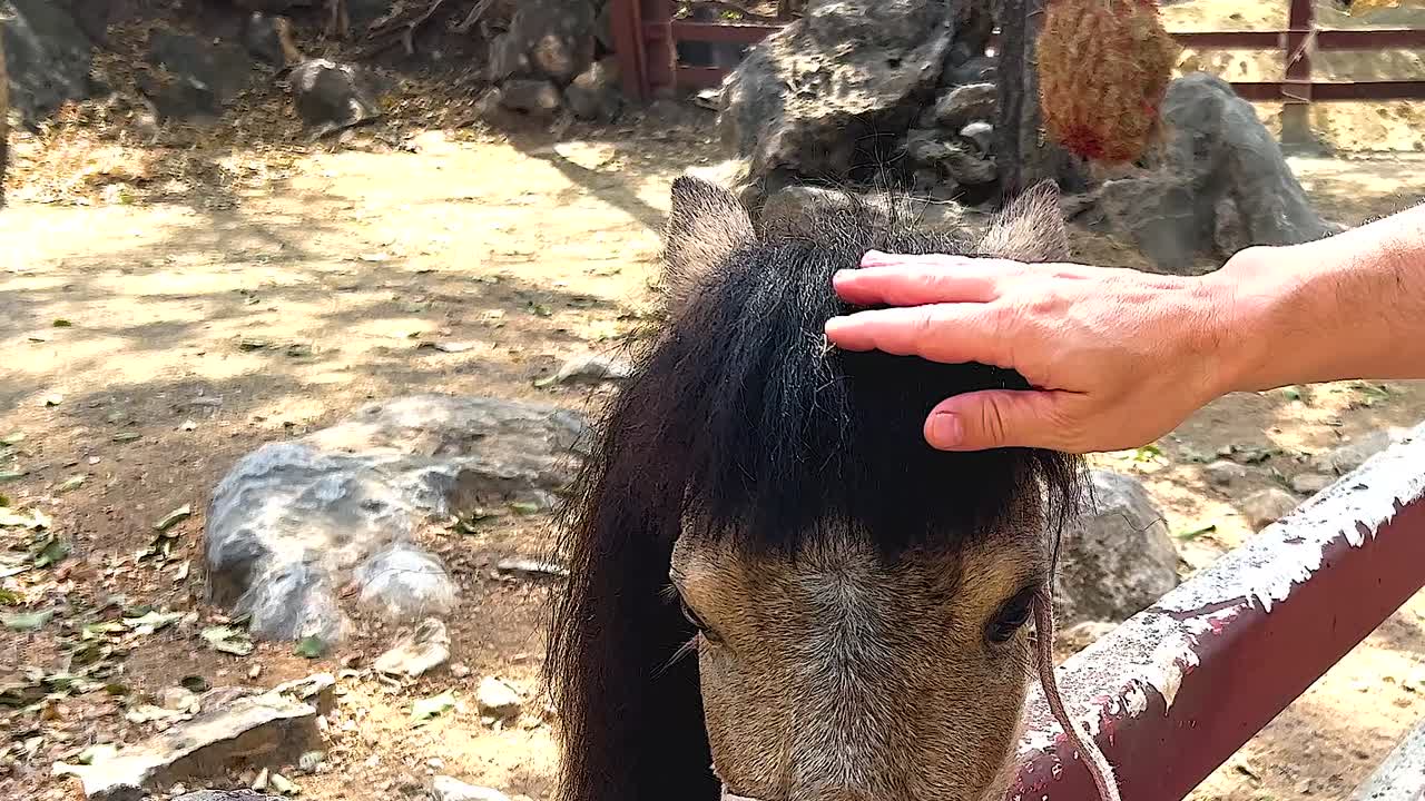 A hand gently pets the forehead of a pony standing behind a fence in a sunny outdoor setting.