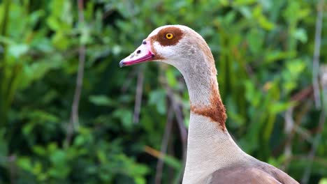 an egyptian goose in the sepulveda wildlife reserve