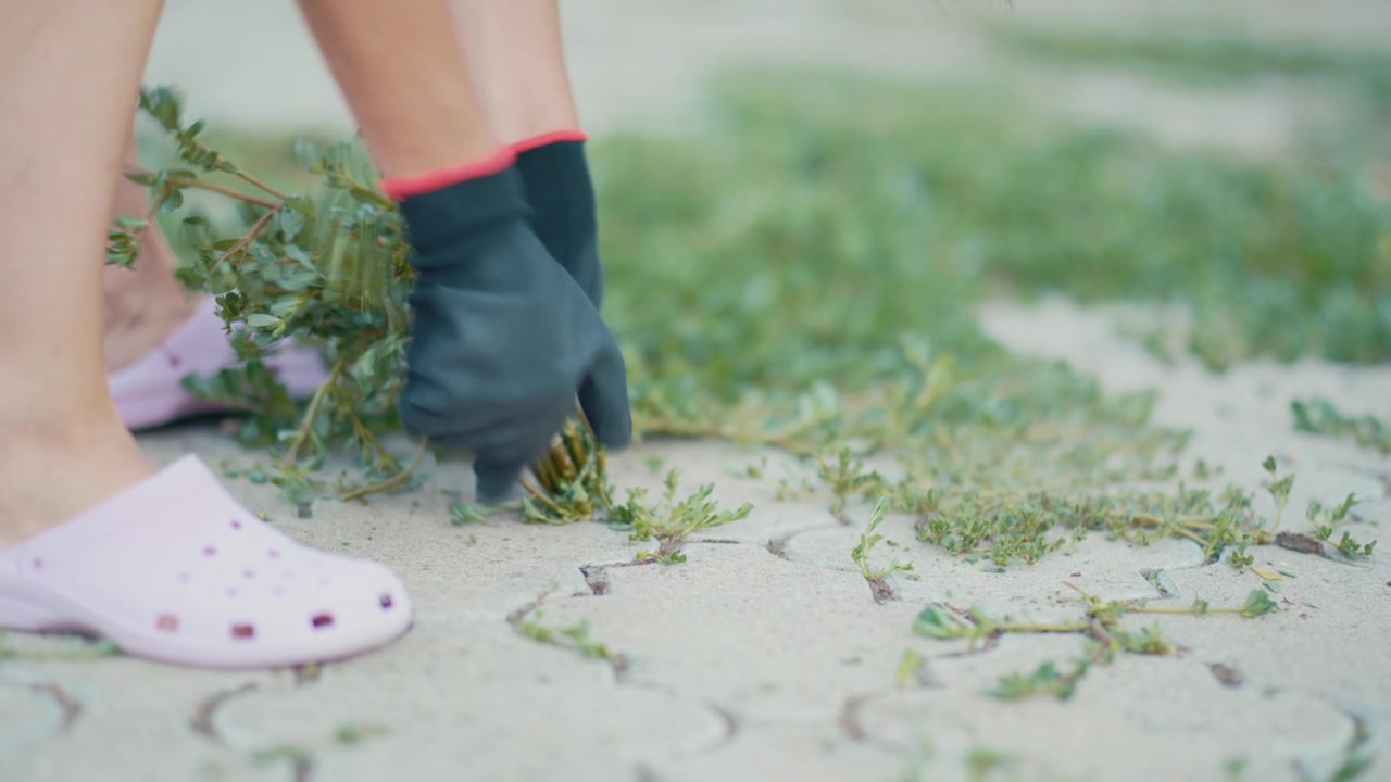 A nostalgic horizontal video shot, showing a woman with protective gloves pulling thick green weeds and unwanted grass growing over a paved walkway on a sunny evening.