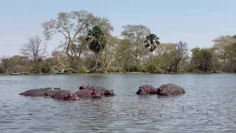 hippos (hippopotamus amphibius) in shire river in liwonde national park. malawi.