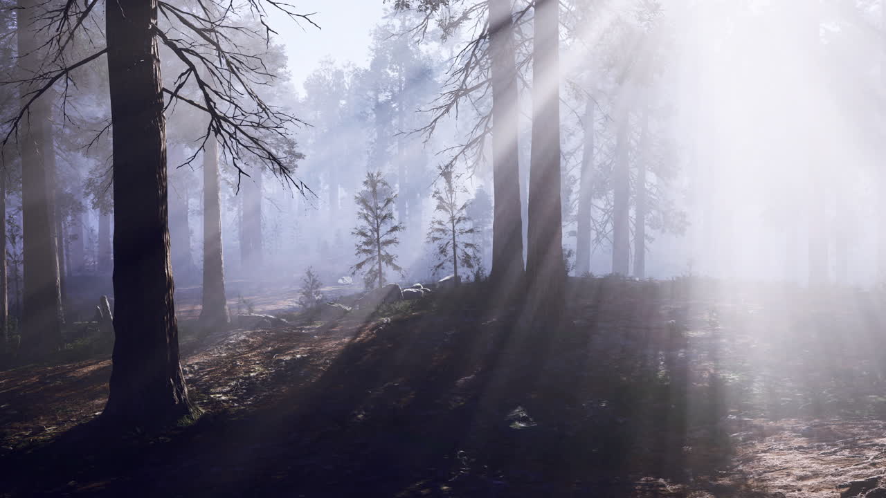 Sunlight filtering through trees in a misty forest during early morning