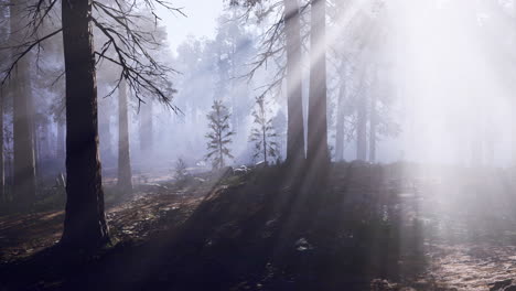 sunlight filtering through trees in a misty forest during early morning