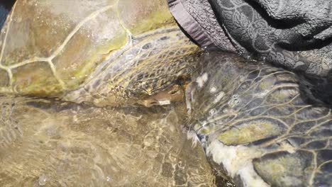 baby sea turtle hatching on a beach turkey