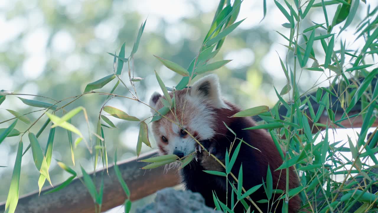 fotografía estática de un panda rojo comiendo hojas, retroiluminado