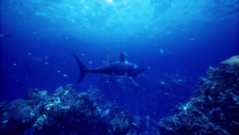 Diverse marine life swims through vibrant coral reefs in deep blue waters