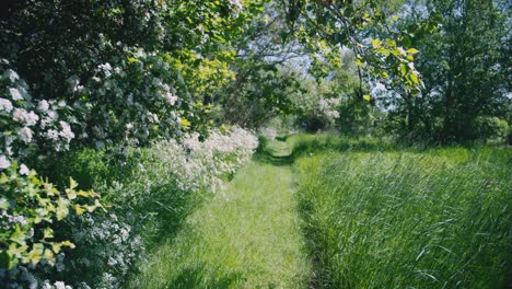 Green-path-with-white-flowers-hanging-from-the-branches-late-spring,-summer-in-Denmark