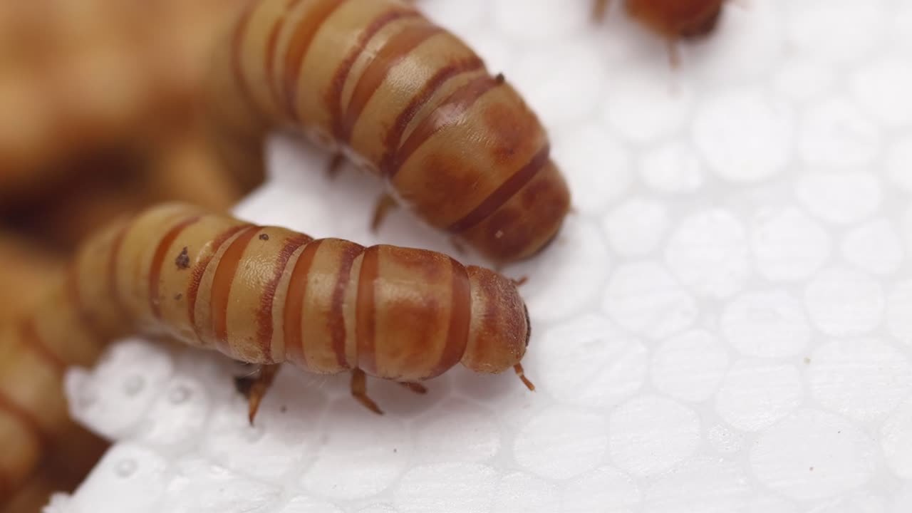 Morios or Giant Mealworms, eating polystyrene