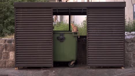 Calm-stray-cat-sitting-on-garbage-can-near-road-in-city