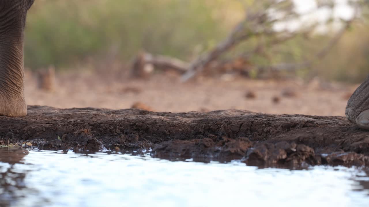 While a Chacma baboon is walking in the background, a young African elephant is turning away from the waterhole to look at the baboon. Filmed from an underground hide at a low angle in Mashatu