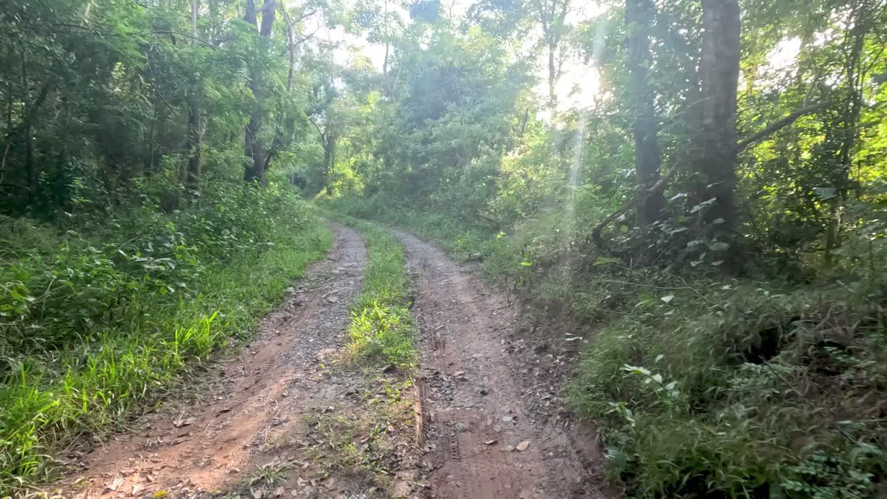빛이 숲을 고 길을 가로지르고 있습니다.