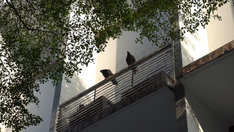 Two-pigeons-rest-at-building