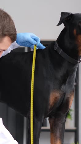 veterinarian measuring a dog