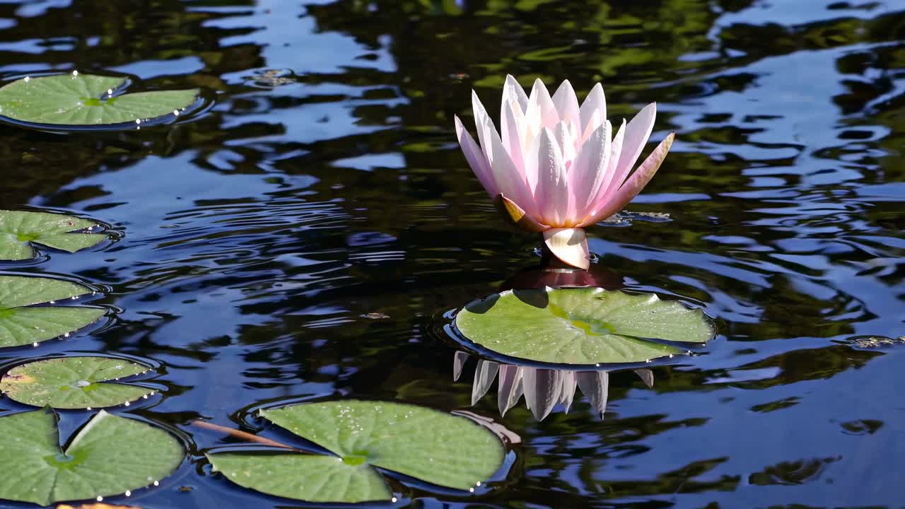 Ein ruhiges Video fängt eine blühende Seerose aus der Untersicht ein und hebt ihre Spiegelung hervor