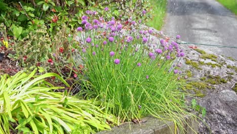 spraying water on homegrown chives onion in slow motion