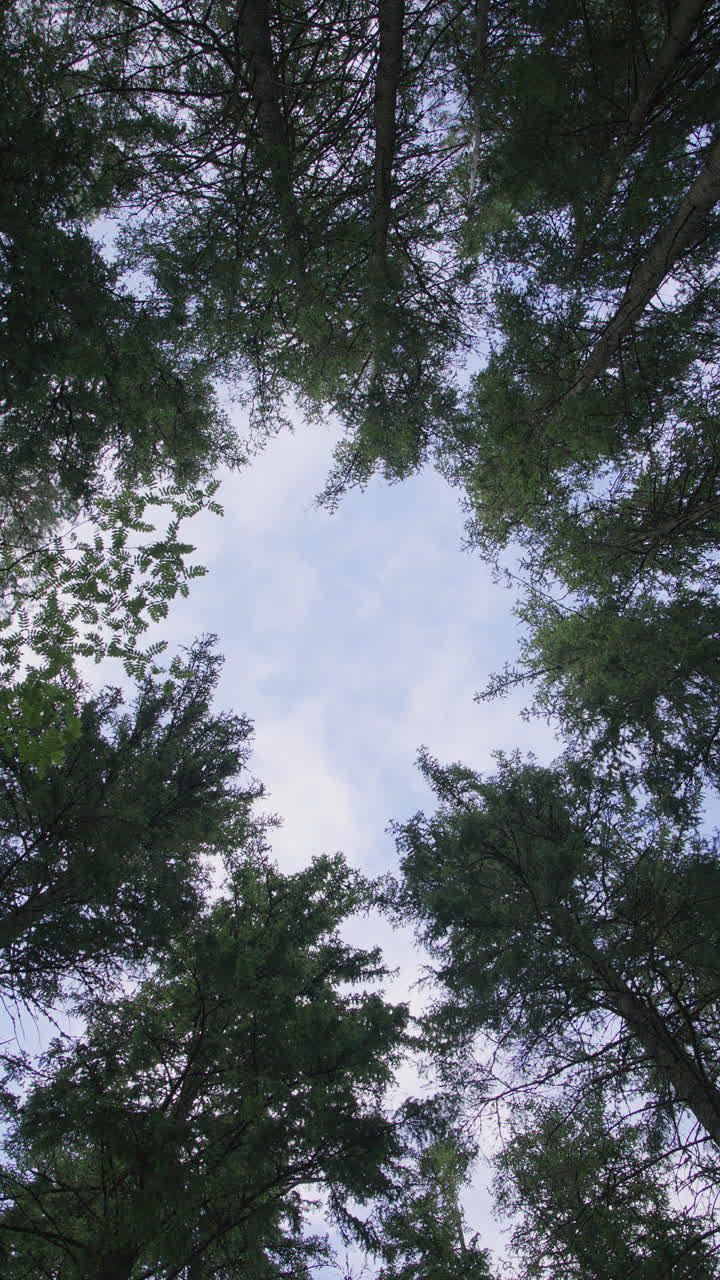 Veduta verticale verso l'alto attraverso la volta circolare della foresta che rivela il cielo al centro, con alti alberi di conifere che formano una cornice naturale ed evocano sensazioni di libertà, introspezione e calma.