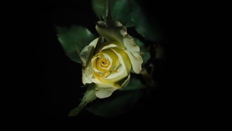 delicate white with a dash of yellow pink rose blossoming on black background