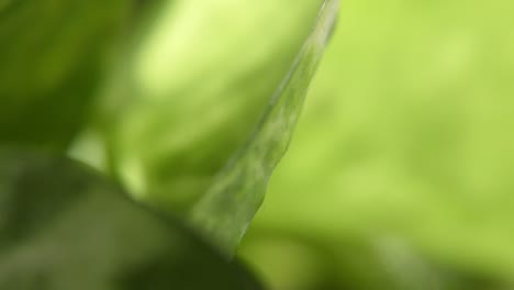 macro and closeup of green leaves going up and around