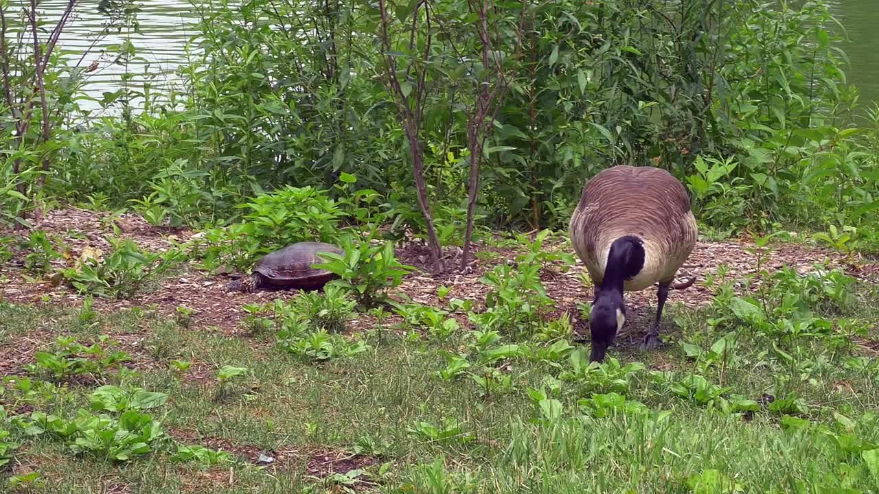 뉴욕 센트럴 파크의 거북이와 오리
