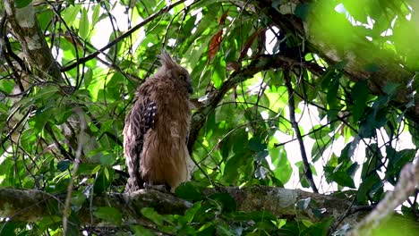 The-Buffy-Fish-Owl-is-a-big-owl-and-yet-the-smallest-among-the-four-Fish-Owls