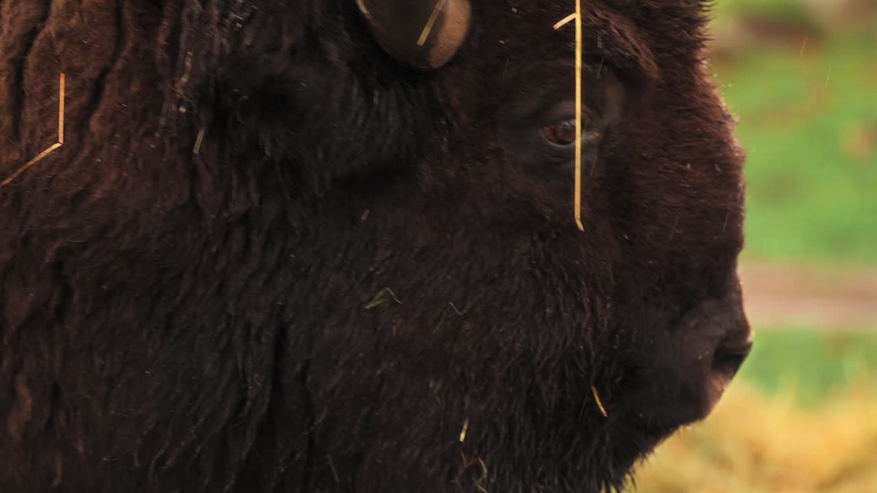 Close-up of a bison in Vestarelen, Norway, showing textured fur and a calm mood