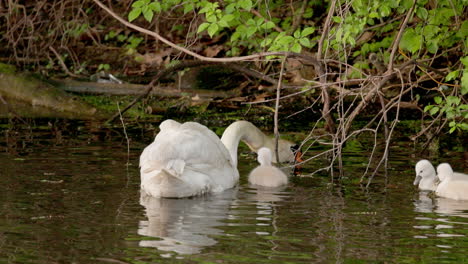 adult swans swimming with baby cygnets on calm pond