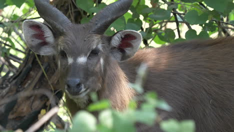 Close-up-shot-of-a-rare,-Sitatunga-antelope-with-big,-rounded-ears,-and-twisted-horns-in-the-forest,-flies-on-the-face