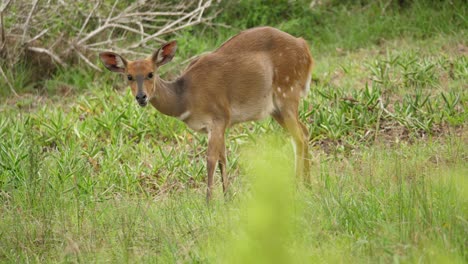 alerta bushbuck hembra pasta en la hierba manteniendo un ojo vigilante en la cámara en movimiento