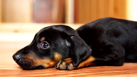 un pequeño doberman de raza de perro tendido en el suelo.