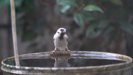 slow motion footage of a little sparrow birdie drinking and dipping in water bucket