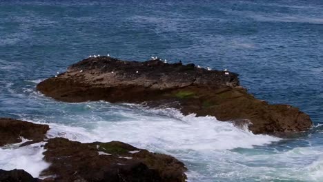 las aves marinas que se alojan en las rocas son golpeadas por las olas de una marea entrante rodeada