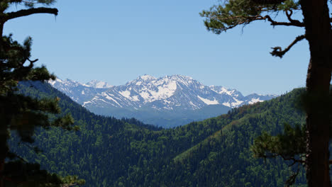 Kavkaz-mountain-range-through-pine-tree-foreground-overlooking-snowy-valley-ridge