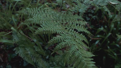 dew covered ferns within dense woodland tilt reveal