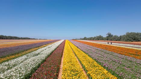 campo de ranúnculo en el kibutz israelí del distrito sur