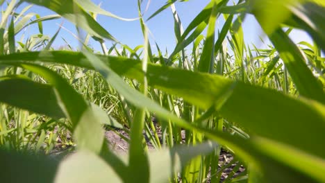 low shot through tall grass moving fast