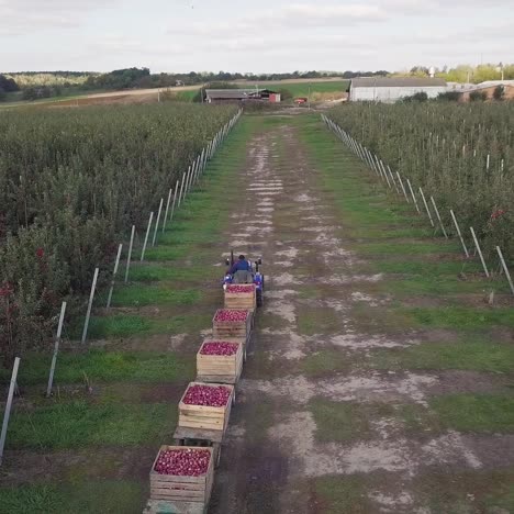 rows of apple trees