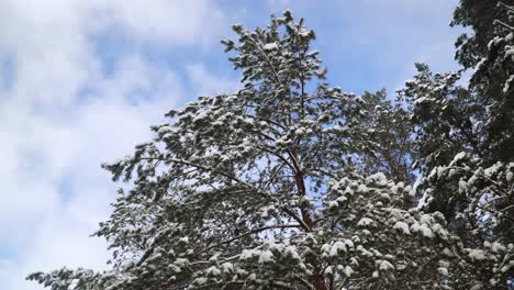 the shot of snowy pine tree forest landscape in winter